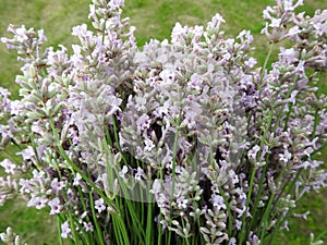 Blue levander flowers pattern