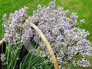 Blue levander flowers