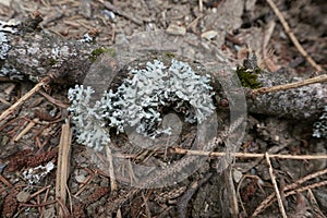 blue lichens in the forest