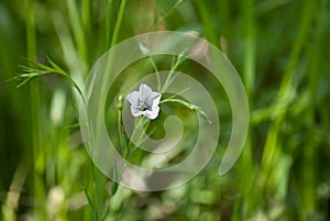 The blue and light blue blossom of the Linen