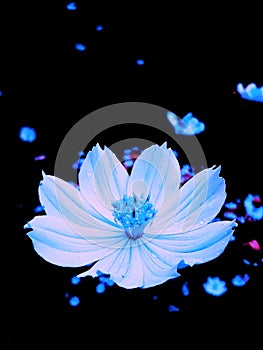 Blue Light Flower in The Darknight