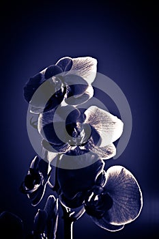 blue lights on orchid flower