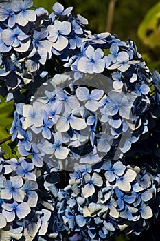 Blue Lilac flowers