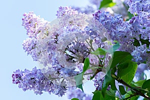 Blue lilac flowers