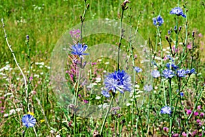 Blue-lilac flowers of food, medicinal plants chicory among the green grass in the field, in the meadow,