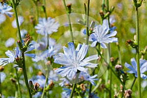 Blue-lilac flowers of food, medicinal plants chicory among the green grass in the field, in the meadow,