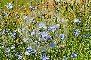 Blue-lilac flowers of food, medicinal plants chicory among the green grass in the field, in the meadow,