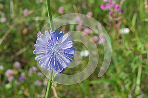 Blue-lilac flowers of food, medicinal plants chicory among the green grass in the field, in the meadow,