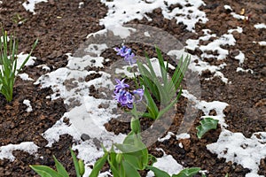 Blue, lilac flowers in spring on the ground with snow