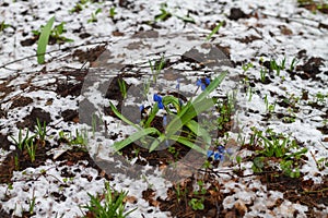 Blue, lilac flowers in spring on the ground with snow