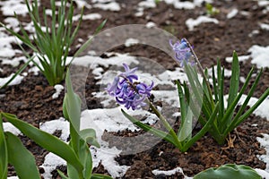 Blue, lilac flowers in spring on the ground with snow