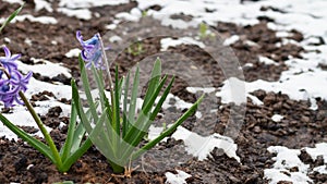 Blue, lilac flowers in spring on the ground with snow