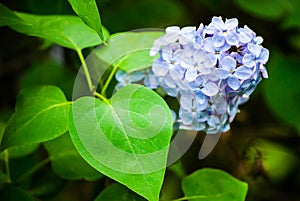 Blue lilac in green leaves