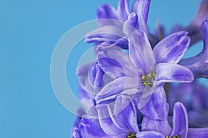 Blue lilac hyacinth flower, macro isolated against a blue background. The branch of hyacinth with flowers, buds