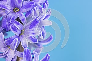 Blue lilac hyacinth flower, macro isolated against a blue background. The branch of hyacinth with flowers, buds