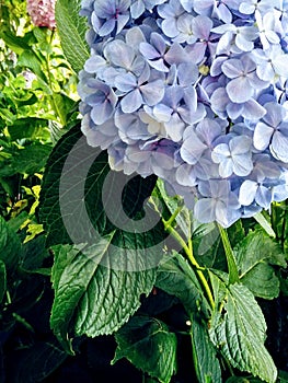 Blue- lilac hydrangea flower in full bloom