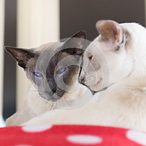 Blue and Lilac point siamese cats