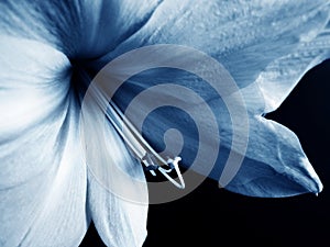Blue lilia