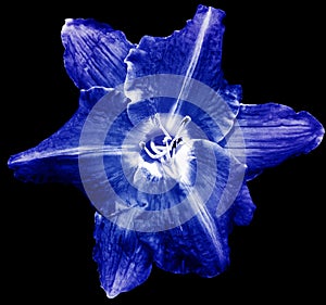 Blue Lilia flower on black isolated background with clipping path. Closeup. For design. View from above.