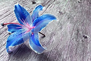 Blue liliy flower on wooden background with copy space
