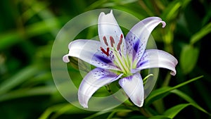 Blue lily flower isolated on white background, closeup nature