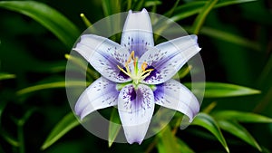 Blue lily flower isolated on white background, closeup nature