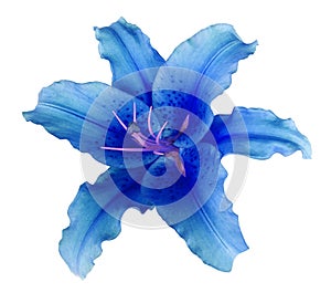 Blue lily flower on a white isolated background with clipping path no shadows. For design, texture, borders, frame, background