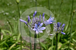 Blue lily flowers blooming