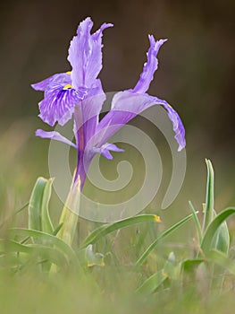 Blue lily, Iris xiphioides