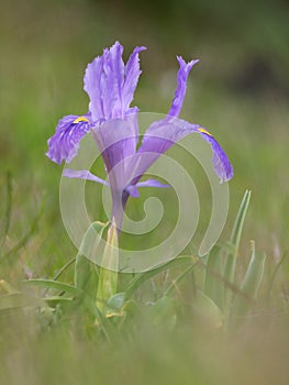 Blue lily, Iris xiphioides