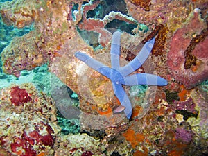 Blue Linckia sea star