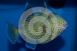 Blue line Triggerfish Pseudobalistes fuscus