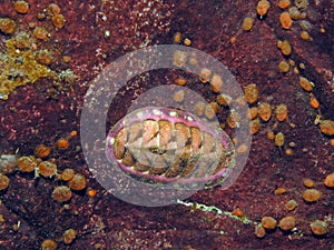 Blue Lined Chiton (Tonicella undocaerulea)