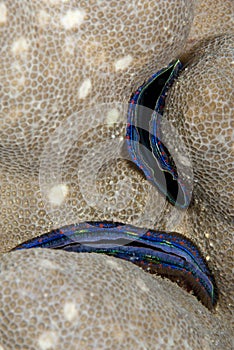 Blue-lined Coral scallop, embedded in the reef. photo