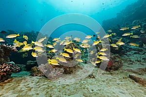 Blue-lined snappers in the Red Sea.