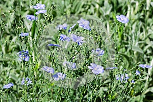 Blue Linum flowers with green leaves, natural floral background photo