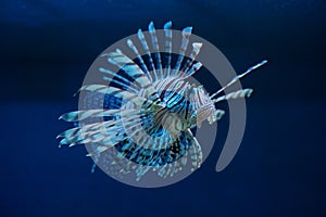 The blue lionfish