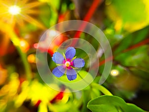 Blue little flowers of Anagallis foemina plant