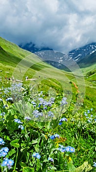 Blue little flowers on the background of rocks and mountains. epic sky with clouds