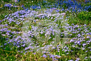 Blue little flowers bloom