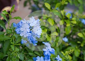 Blue little flowers photo