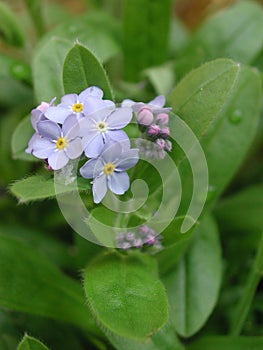 Blue little flowers of Myosotis sylvatica