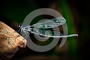 A blue little tiny dragonfly is sitting on a leaf