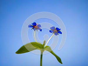 Blue little wild Lysimachia foemina flowers