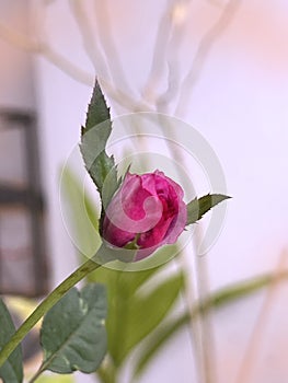 Blue Liver Rose plant,Pink purple Rose petals