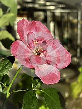 Blue Liver Rose plant,Pink purple Rose petals