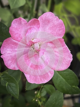 Blue Liver Rose plant,Pink purple Rose petals