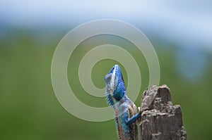 Blue lizard close up