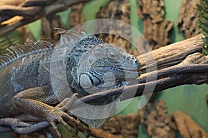 Blue lizard close up