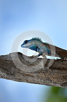 Blue lizard close up photo